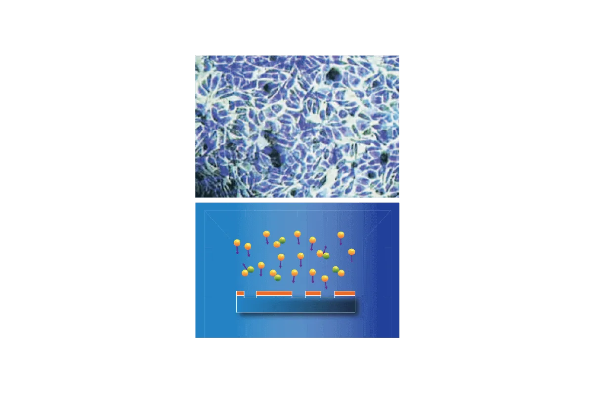 Plasma surface treatment.<br/>  It has proven its effectiveness in microscopically removing contamination and enhancing wettability, leading to a way stronger and faster osseointegration.<br/>  By improving the chemical and physical interaction between dental implants and tissues, plasma technology plays a crucial role in promoting their long-term success. Utilizing a gas mixture of argon and oxygen, plasma surface treatment efficiently removes organic contamination and <span class="text-primary-500">boosts the surface energy</span> of dental implants. This approach may <span class="text-primary-500">reduce loading time and improve overall success rates,</span> particularly in patients with known complications  such as diabetes, osteoporosis, and heavy smoking habits.